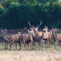 Gasthof Waldeslust 201402-red-deer-with-herd-9547-sh-sRGB-200x200 Bilder - Tiere  