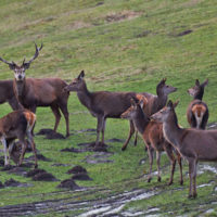 Gasthof Waldeslust 201402-reed-deer-family-9032-200x200 Bilder - Tiere  