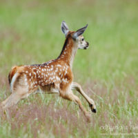 Gasthof Waldeslust 201606-red-deer-calf-jumping-1418-sh-sRGB-200x200 Bilder - Tiere  