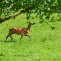 Gasthof Waldeslust 30x40-201506-red-deer-female-in-grass-3778-sh-sRGB-200x200 Bilder - Tiere  