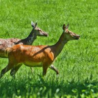 Gasthof Waldeslust 30x40-201506-red-deer-female-with-fawn-3731-sh-sRGB-1-200x200 Bilder - Tiere  